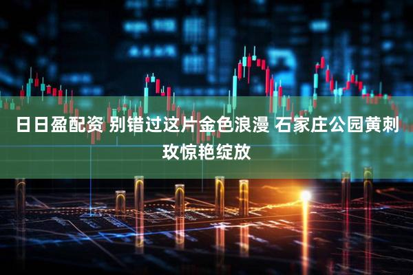 日日盈配资 别错过这片金色浪漫 石家庄公园黄刺玫惊艳绽放